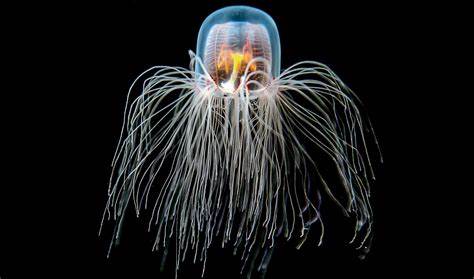 BioTechnology: Could This Jellyfish be the Answer to Human&nbsp;Longevity?