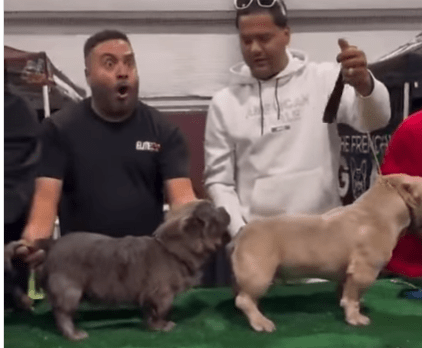 Culture: Dog Show Argument Breaks Out Over Best Looking&nbsp;Dog