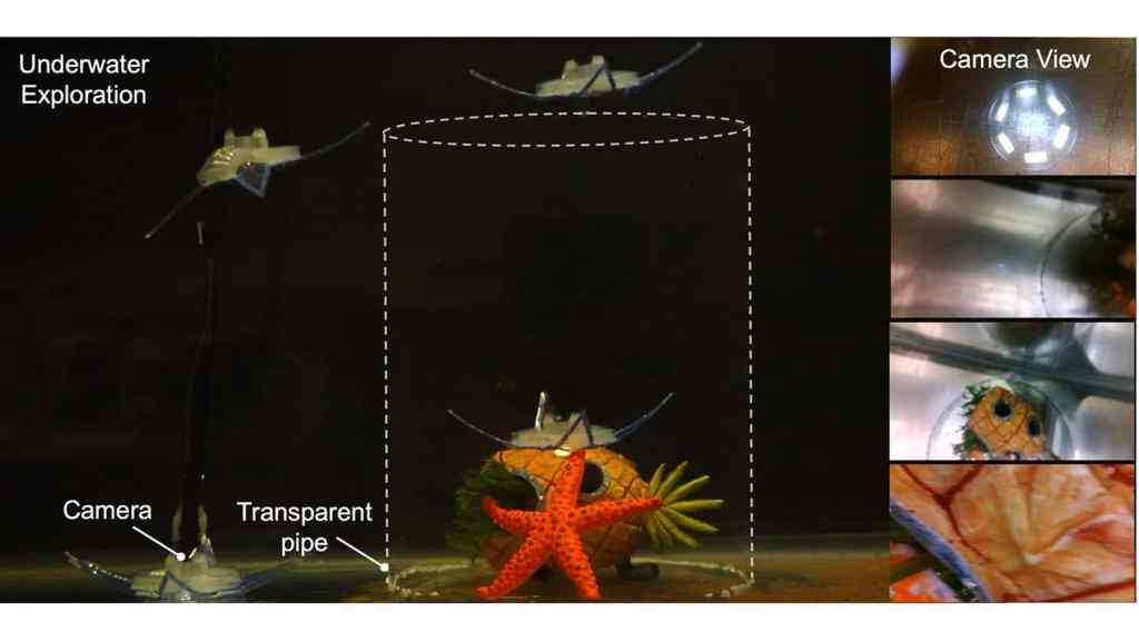 NC State demonstration image showing the feather-star-inspired underwater robot carrying a camera and exploring a tank.